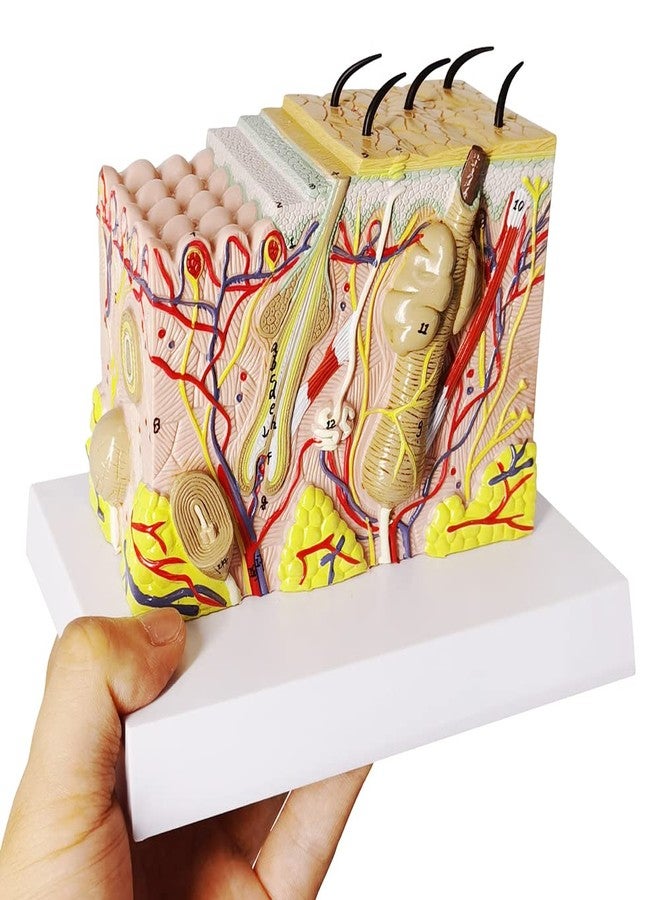 EVOTECH SCIENTIFIC Skin Anatomical Model, 35X Enlarged Skin Layer Structure Anatomy Model with Hair for Science Classroom Study Teaching Display Medical Skin Markers - Image 1
